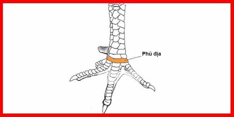 Cách nhận biết gà có 2 vảy phủ địa cực kỳ đơn giản