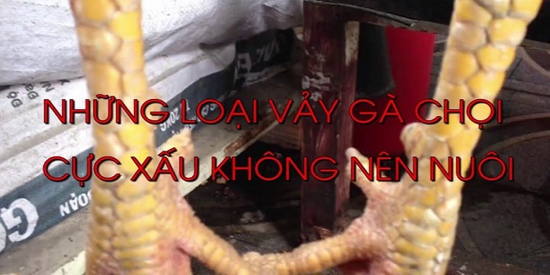 Vảy gà nên tránh xa