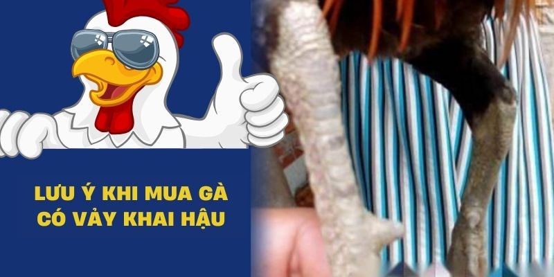 Những lưu ý hữu ích khi chọn mua chiến kê có vảy khai hậu bạn cần biết