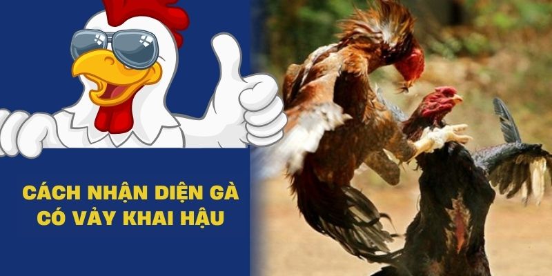 Hướng dẫn kê sư cách nhận biết gà có vảy khai hậu